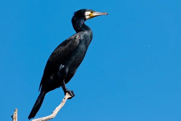 Stor skarv (Phalacrocorax carbo) i Donaudeltat — Stockfoto