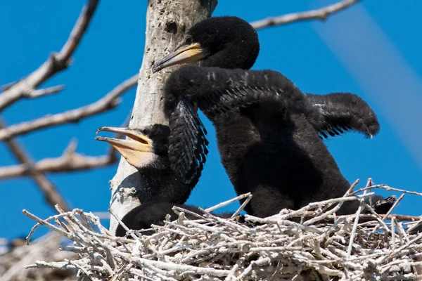 stock image Great Cormorant (Phalacrocorax carbo) in Danube Delta