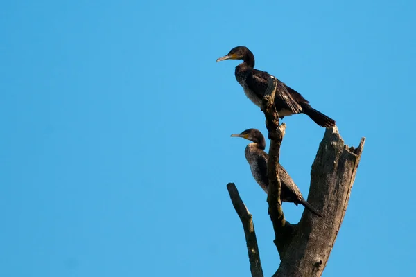 stock image Great Cormorant (Phalacrocorax carbo) in Danube Delta