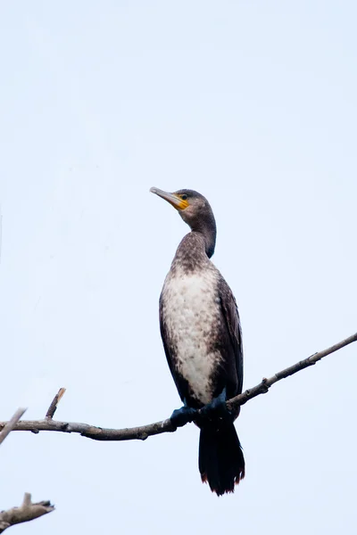 Grande Cormorano (Phalacrocorax carbo) nel Delta del Danubio — Foto Stock