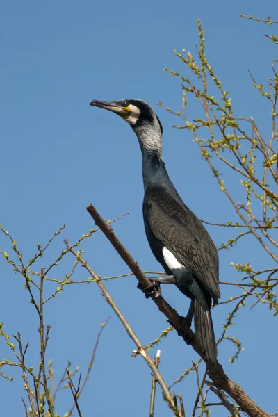 Aalscholver (Phalacrocorax carbo) in Donaudelta — Stockfoto