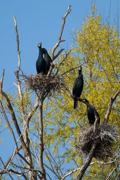 Kormorán velký (Phalacrocorax carbo) v dunajské deltě — Stock fotografie