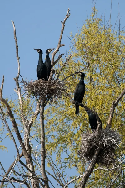 stock image Great Cormorant (Phalacrocorax carbo) in Danube Delta