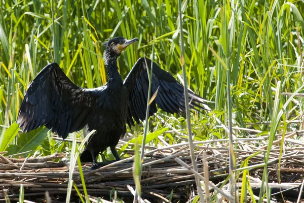 stock image Great Cormorant (Phalacrocorax carbo) in Danube Delta