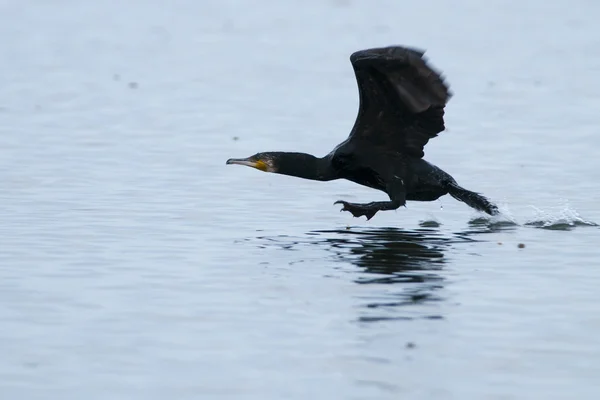 stock image Great Cormorant (Phalacrocorax carbo) in Danube Delta