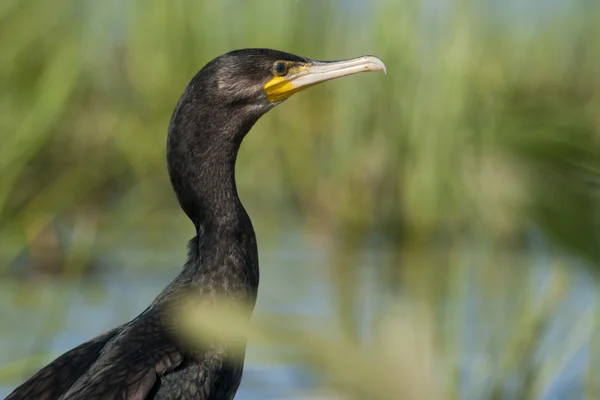 Great Cormorant (Phalacrocorax carbo) in Danube Delta — Stock Photo, Image