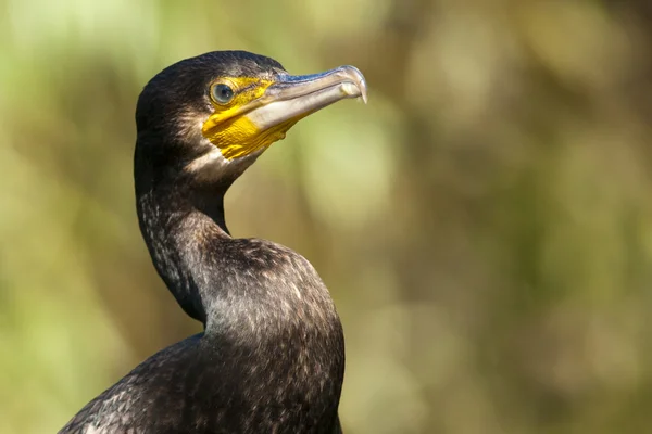 Great Cormorant (Phalacrocorax carbo) în Delta Dunării — Fotografie, imagine de stoc