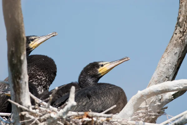 Nagy kárókatona (Phalacrocorax carbo), a Duna-Delta — Stock Fotó