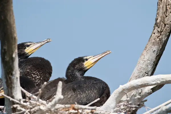 stock image Great Cormorant (Phalacrocorax carbo) in Danube Delta