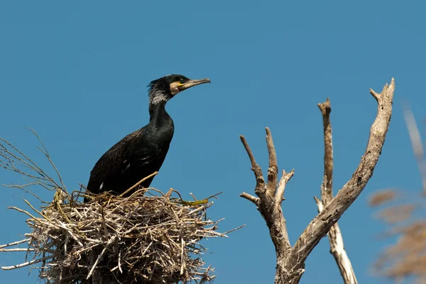 Great Cormorant (Phalacrocorax carbo) in Danube Delta — Stock Photo, Image