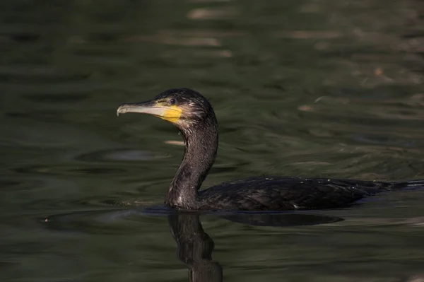Great Cormorant (Phalacrocorax carbo) di Danube Delta — Stok Foto