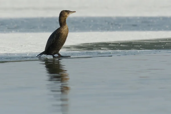 Pygmy cormorant in de winter — Stockfoto