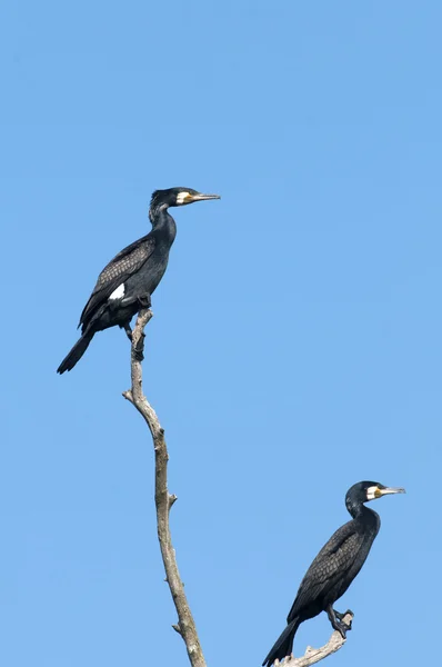 Grandes Cormoranes —  Fotos de Stock