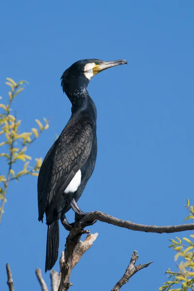 Cormorant besar — Stok Foto