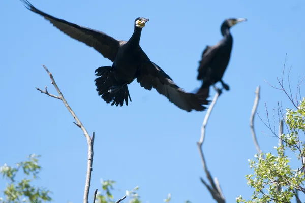 stock image Great Cormorant