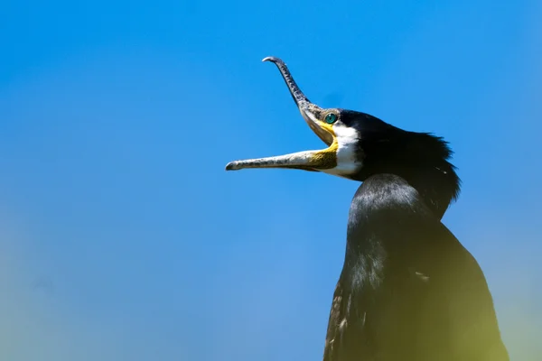 Yawning Cormorant Portrait — Stock Photo, Image