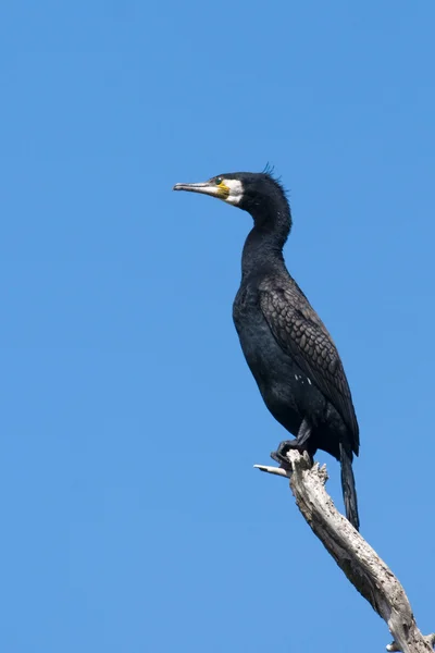 Kormoran czarny — Zdjęcie stockowe