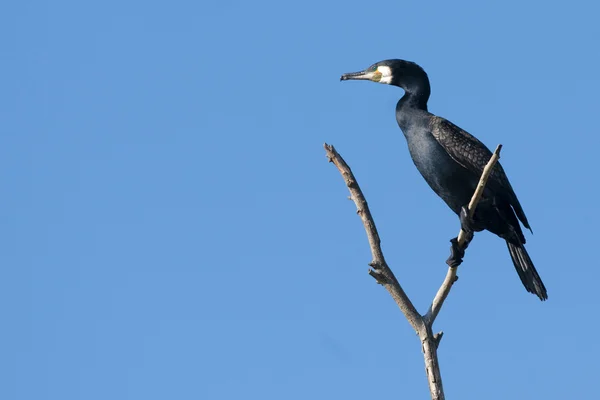 Great Cormorant on a branch — Stock Photo, Image