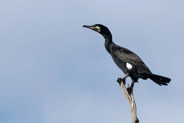 Great Cormorant on a branch — Stock Photo, Image