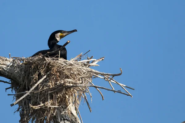 巣のカワウ — ストック写真