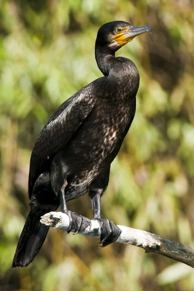Mare cormoran — Fotografie, imagine de stoc