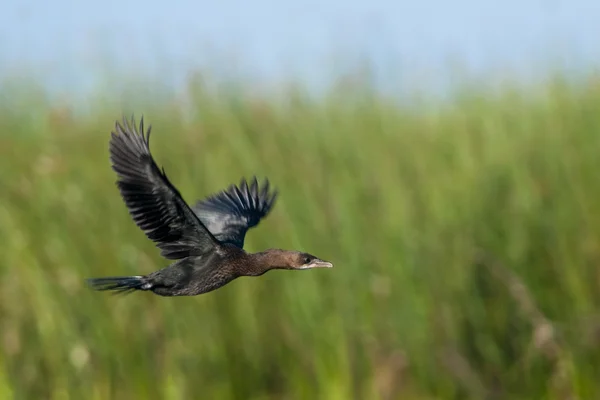 Stock image Pygmy Cormorant in flight