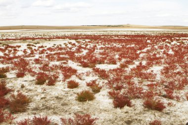 tuz alan ve salicornia europaea ile peyzaj