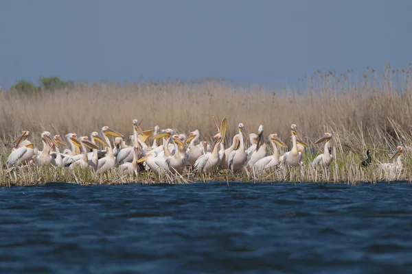 Pelicano branco — Fotografia de Stock