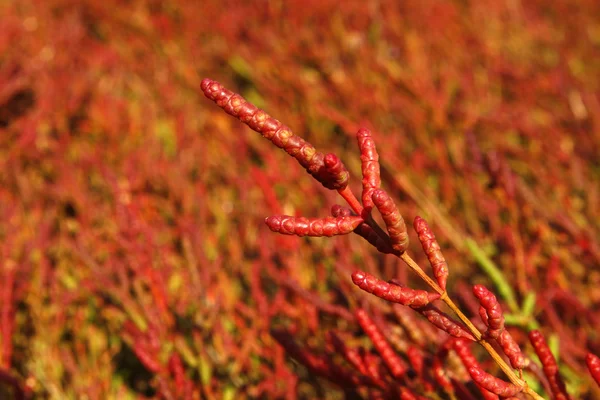 stock image Landscape with salt field and salicornia europaea