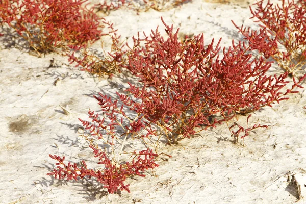 stock image Landscape with salt field and salicornia europaea