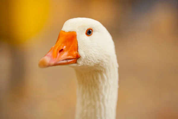 Retrato de ganso — Foto de Stock