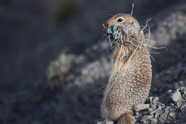 Eichhörnchen — Stockfoto