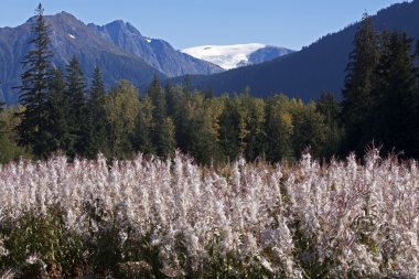 Mendenhall Glacier clipart