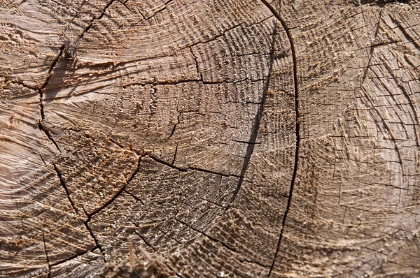 Closeup dřevěný — Stock fotografie