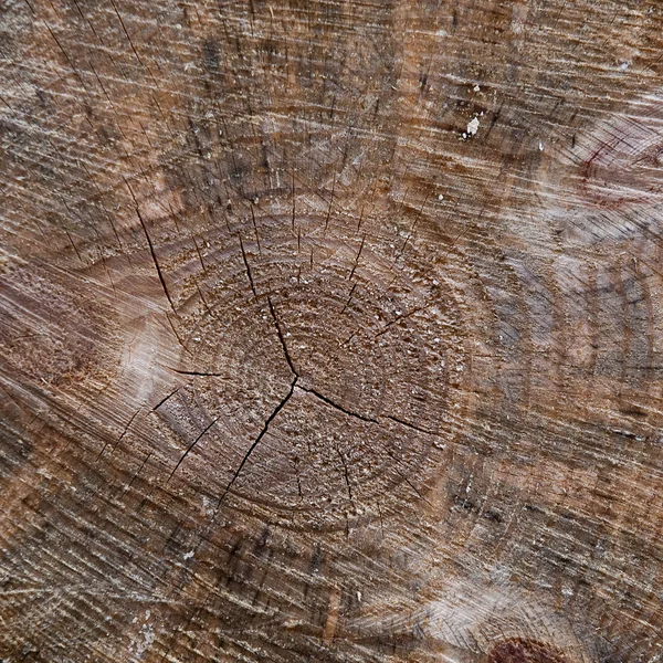 Närbild av en trä log 2 Royaltyfria Stockfoton
