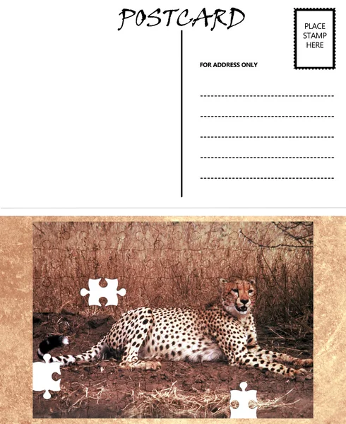 Modelo de cartão postal vazio em branco África Cheetah Puzzle Imagem — Fotografia de Stock