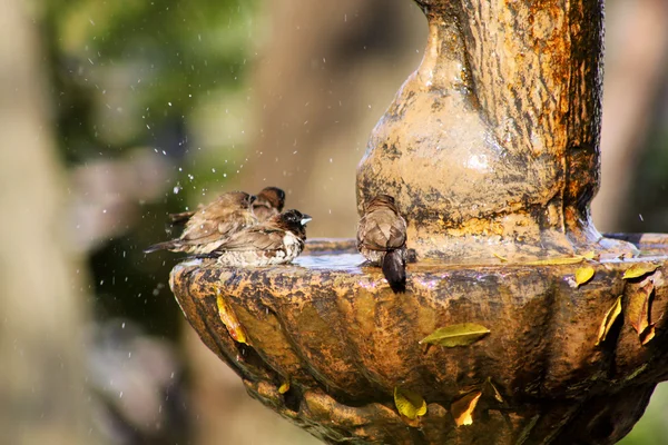 Mossies Afternoon Bird Bath Bathing — Stock Photo, Image