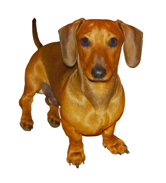 Geïsoleerde foto van miniatuur teckel pup — Stockfoto