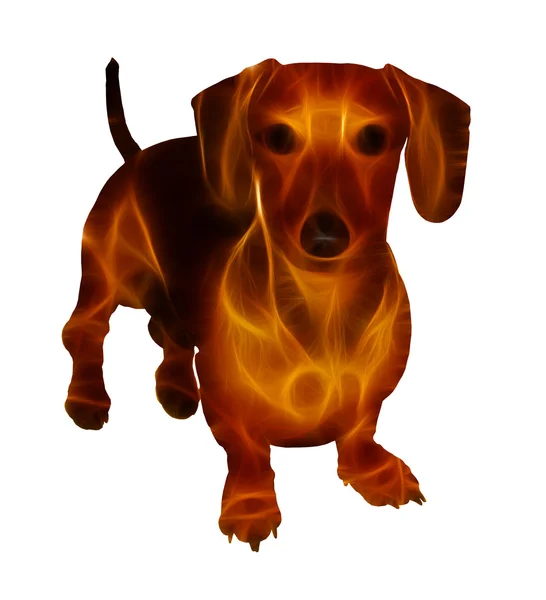 Izole altın neon glow minyatür dachshund görüntüsü — Stok fotoğraf