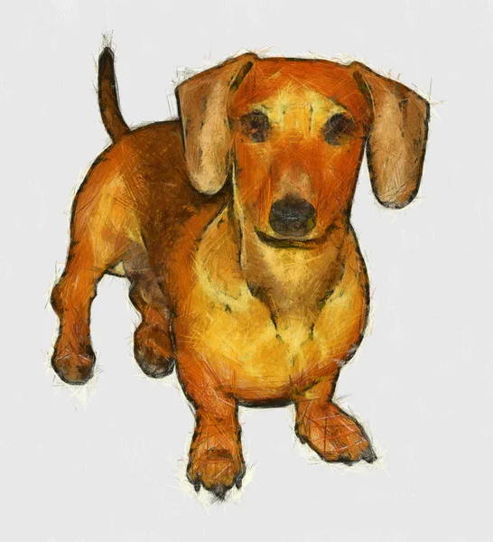 Isolated Pencil Drawing of Miniature Dachshund — Stock Photo, Image