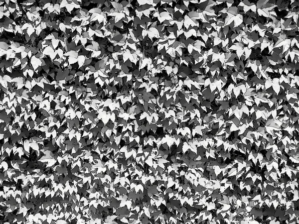 Dotty Black and White Leaves Background — Stock Photo, Image