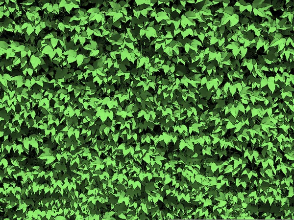 Zdena zelené listy pozadí — Stock fotografie