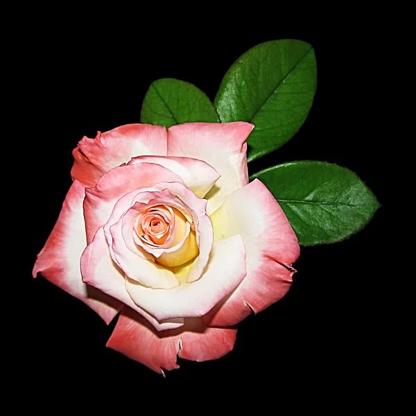 Na białym tle różowy róża na czarny — Zdjęcie stockowe