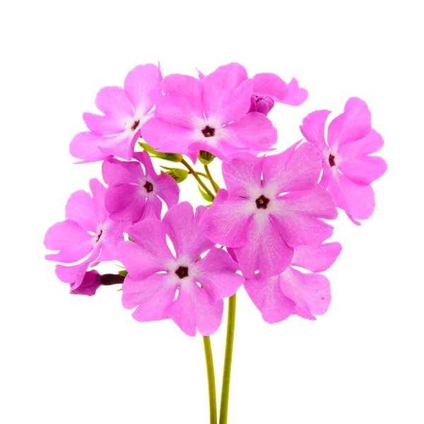 stock image A large pink flowered primrose