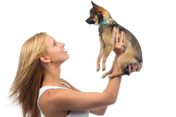 Kobieta trzymać w ręce mały chihuahua pies szczeniak — Zdjęcie stockowe
