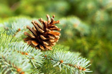 Pine cones, of its branches. clipart