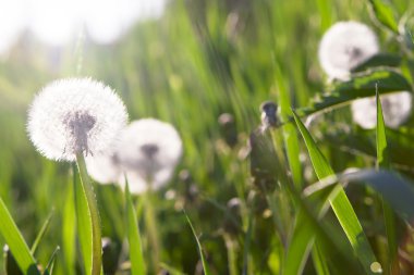 dandelions çiçek çayır.