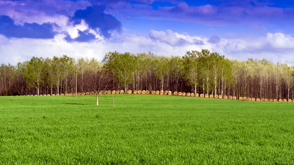 Field and forest in the background clouds. — Stock Photo, Image
