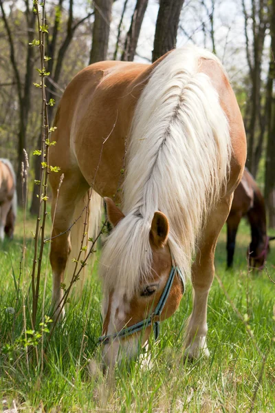 在树林里最美丽的马. — 图库照片