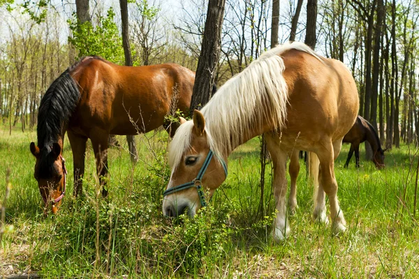 Zwei Pferde, die im Wald grasen. — Stockfoto